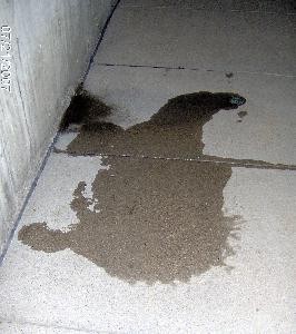 ladies pee puddle on sidewalk